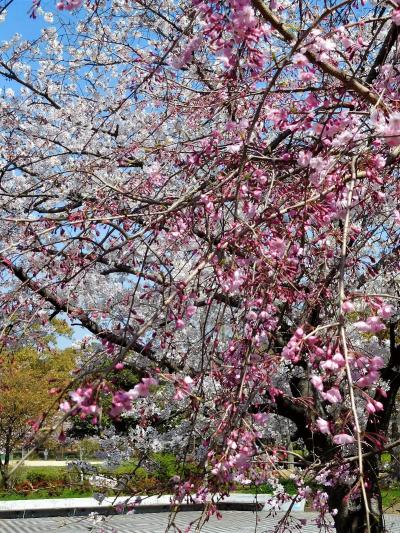 ２０２０年４月　山口県・山陽小野田市　須恵健康公園に花見に行きました。