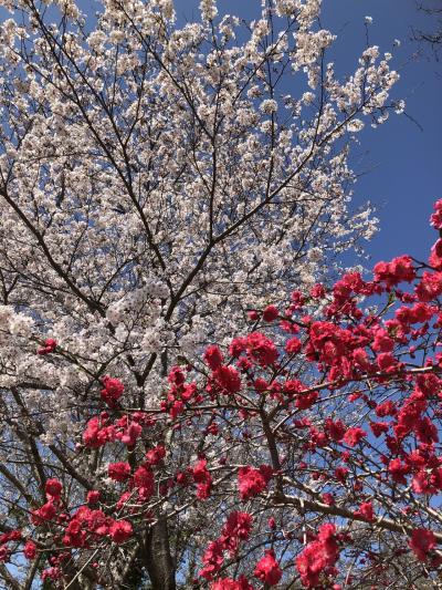 今年の桜