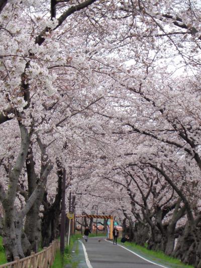 清州城の桜です〈2〉