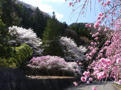 「小夜戸大畑花桃街道」のハナモモ_2020_花桃、枝垂れ桜、サクラ、どれも見頃です（群馬県・みどり市）