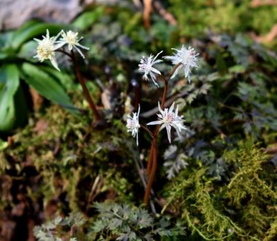 春の山野草探しに星野町へ 極小の花、セツブンソウ おまけの星野遺跡