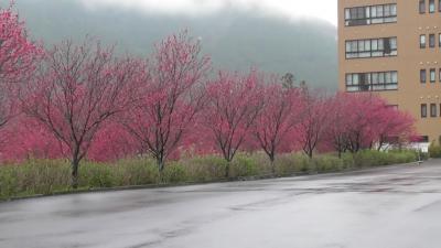 今年の本巣市のハナモモ（佐原）と桜 （根尾）&amp; 海津市のチューリップ（海津町）