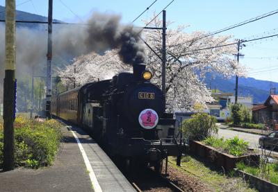 大井川鐡道 桜とＳＬを求めて