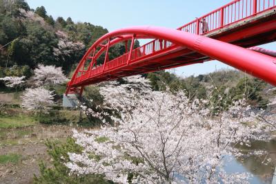 ショートトリップ桜巡り♪　愛知牧場、豊田市美術館＆王滝渓谷の桜♪