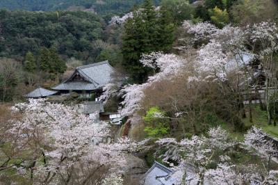 長谷寺の桜