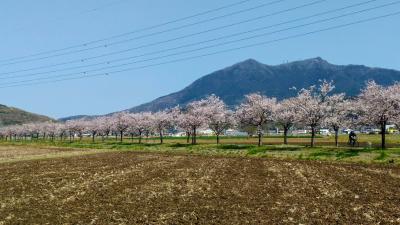 つくば霞ケ浦りんりんロードの桜