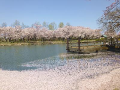 太田ヶ谷沼の静かな春