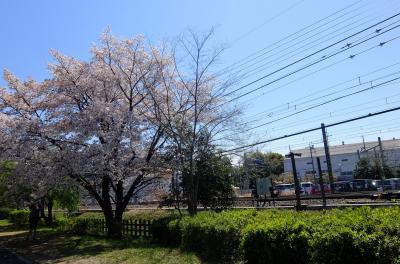 東村山市・桜散りゆく萩山四季の森公園～病院の合間の時間に