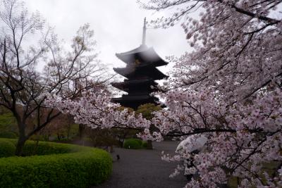 桜咲く京都が空いていた　2020京都①