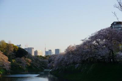 東京散歩旅　北の丸公園～千鳥ヶ淵、2020年桜見納め