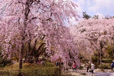 桜色の京都をまったり過ごす。2020京都③