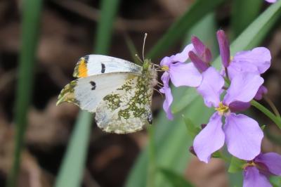 森のさんぽ道で見られた蝶⑩スジグロシロチョウ、ツマキチョウ、ルリタテハ、キチョウ