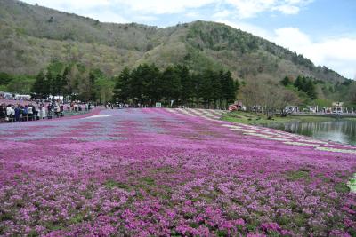 ゴールデンウィークに行く富士山絶景周遊旅・焼津、富士芝桜まつり、忍野八海