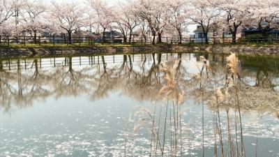 桜は散り際が一番美しい・・・