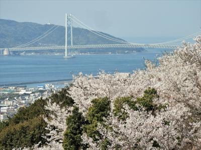 一面を桜色に染める須磨浦山上遊園の桜