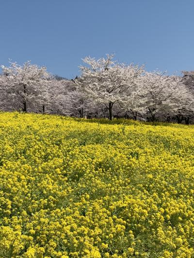 赤城南面千本桜