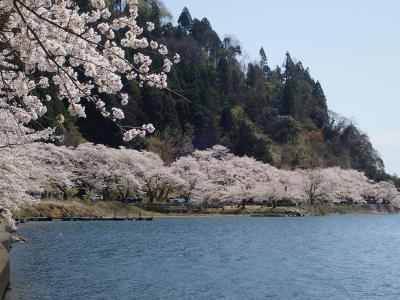 ビワイチ　で海津大崎の桜　自動車やけど・・・