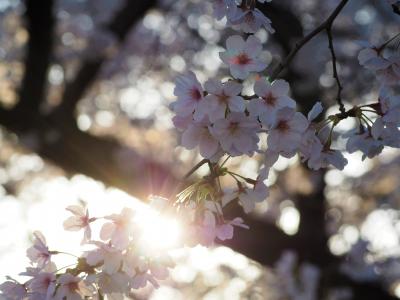 今年は青春１８きっぷで関西方面の桜を愛でられないので近場でお花見［２］佐野・足利