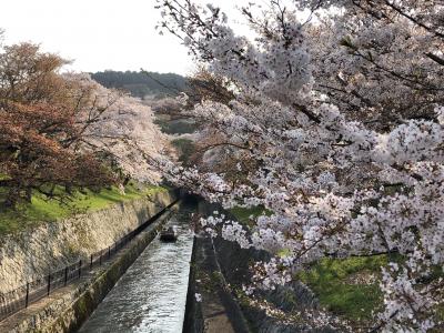 桜逍遙　　―　京滋（けいじ＝京都・滋賀）の春　I－ （三井寺・醍醐寺・背割堤・宇治上神社）