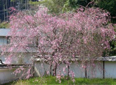 枝垂れ桜めぐり 2 !　桜井・宇陀