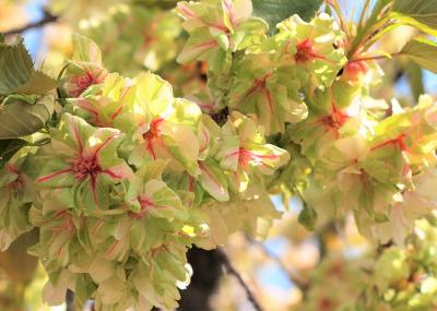 ご近所で鬱金桜♪／谷中霊園と天王寺