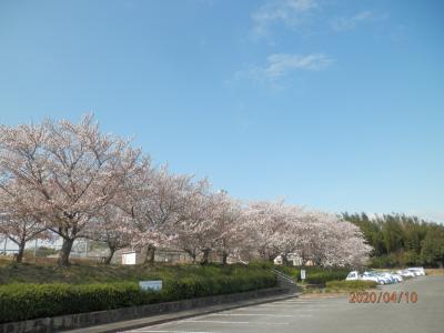 10金曜午前晴れて風が強いきょうはサクラ吹雪の旭公園