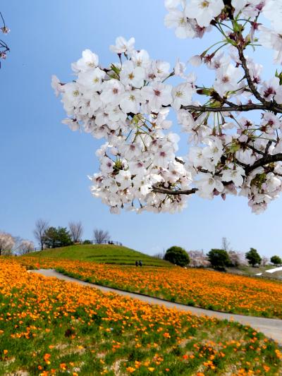 「八王子山公園」のポピー_2020_芝桜もネモフィラも見頃、サクラも残ってます（群馬県・太田市）