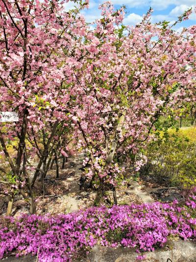 ウオーキングで、ちょっと　“ご近所花見”