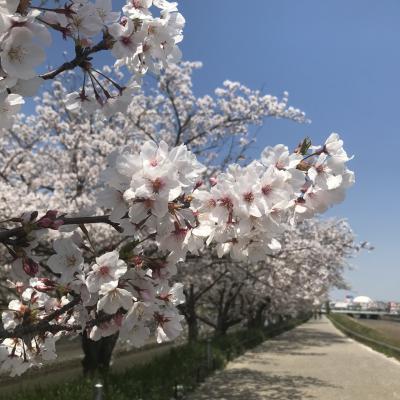 2020年　桜