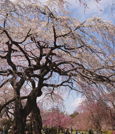 花より団子な東北ひとり旅～春爛漫の仙台～