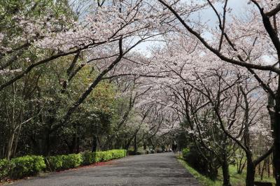 香川・桜さんぽ…ひっそりとした春