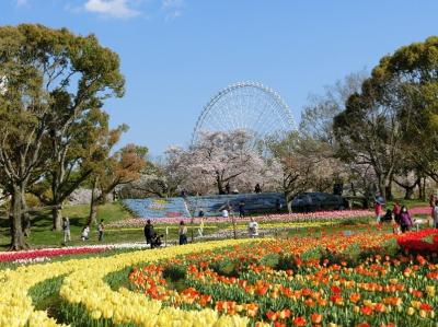 「新型コロナ・ウイルス」で行動自粛中、大阪万博記念公園 「チューリップの花園～ネモフィラ畑」をぶらぶら散歩。（2020）