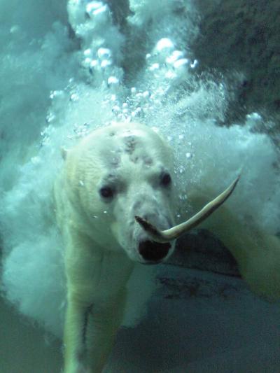 はじめての旭山動物園