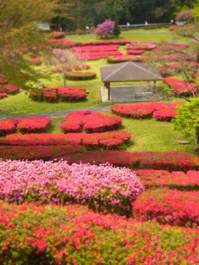 花見のはしご　２か所目はつつじ！　椎八重つつじ園！！