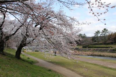 京都の桜、賀茂川