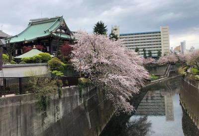 健康増進（肩こり回復・体脂肪減少目的）桜を見ながらウォーキング