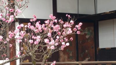 初めての京都御苑。早咲きのしだれ桜②御所とその他
