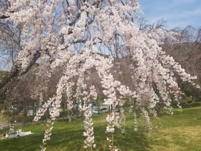 「東谷山フルーツパーク」の桜