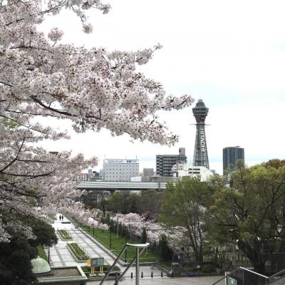 桜満開の天王寺公園周辺