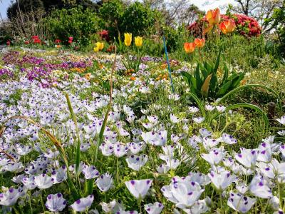 横浜市児童遊園地やこども植物園の花々2020年4月