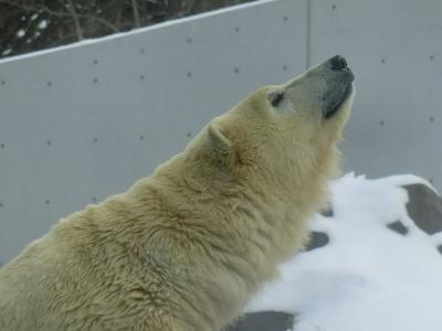 2019シーズン札幌スノボー遠征 第6弾 シーズン最後のスノーボード ① 出発～円山動物園～スキージャンプ観戦