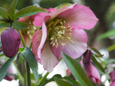 Japan　小平霊園のクリスマスローズ　　　　～ミツバチばあやの冒険～