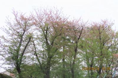 西鶴ケ岡公園の桜とハナミズキ