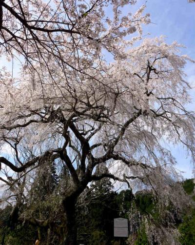 枝垂れ桜めぐり 3  !  山添村