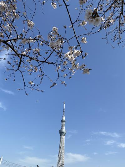 2020 お花見は隅田川と夜の石神井川