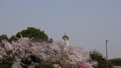 お花見2020　万博記念公園