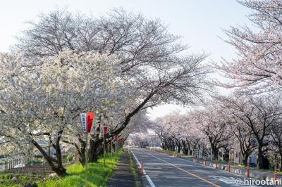 2020 鍋田川堤の桜並木