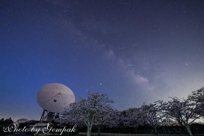 夜桜を見ながら宇宙に想いを馳せる　～さくら宇宙公園の桜、星空＆電波望遠鏡～
