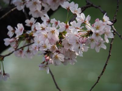 一年越しの桜！　訪れるのが早すぎましたが・・