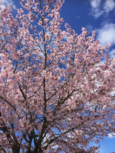 桜の季節